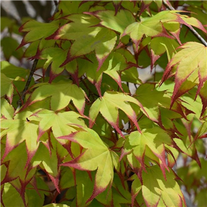 Acer Palmatum 'Tsuma-gaki'